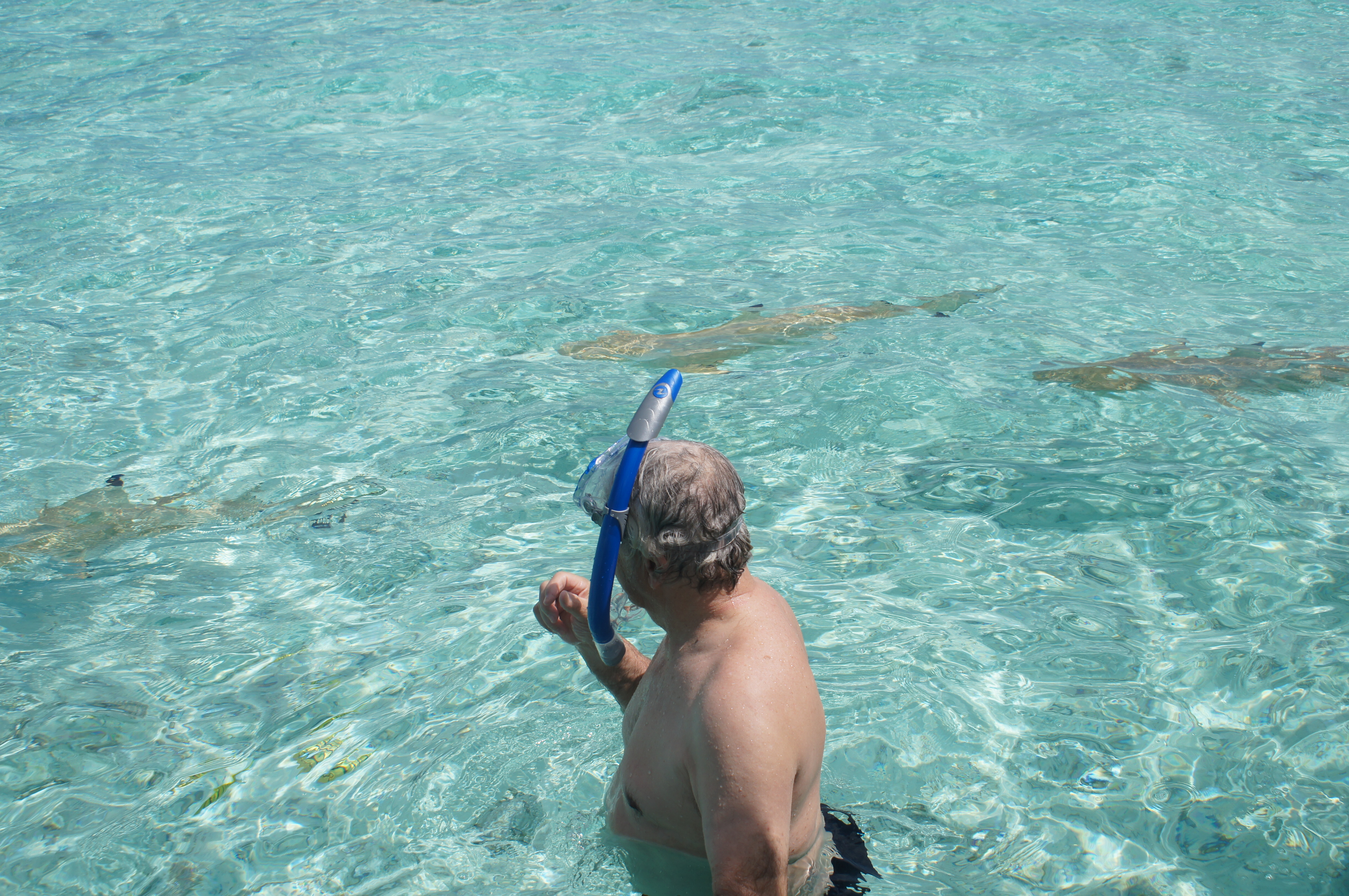 Swimming with sharks in Bora Bora